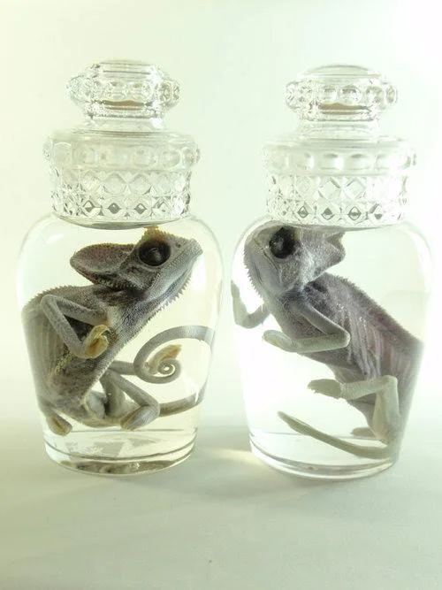 Decanters